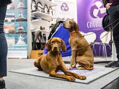 Zwei hellbraune Hunde sitzen vor einem Messestand auf der Spoga Dog