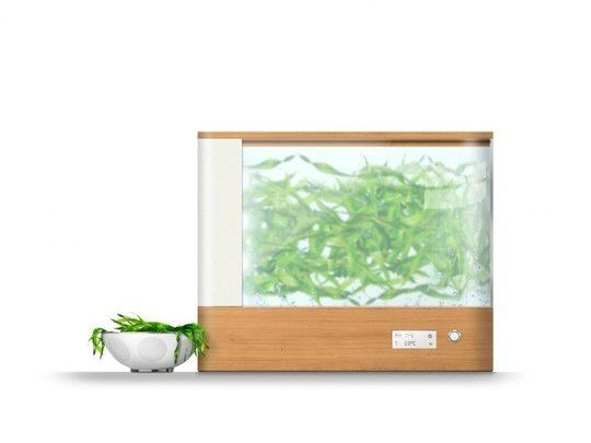 Terrarium mit grünen Algen